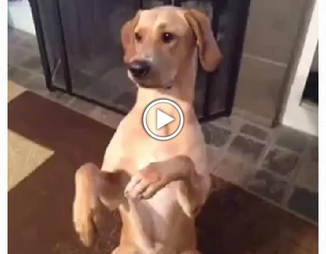 vtipné video zastřelený pes